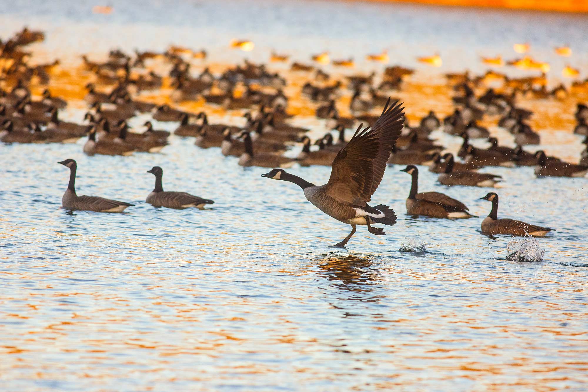 Taking Flight, Avon, CT - 1/4