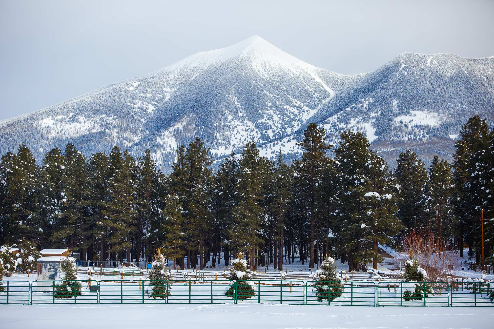 Humphrey's Peak, Flagstaff, AZ - 1/10