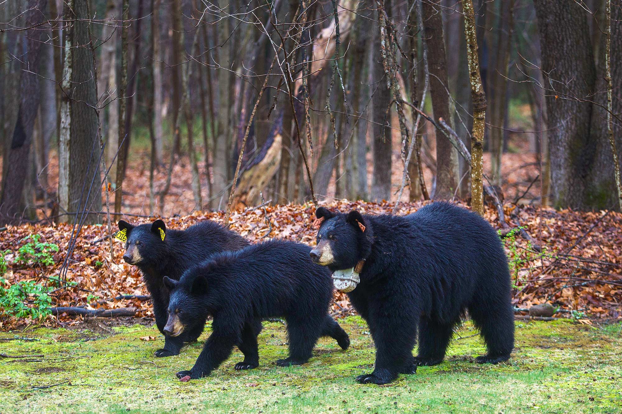 Backyard Visitors, Avon, CT -4/2