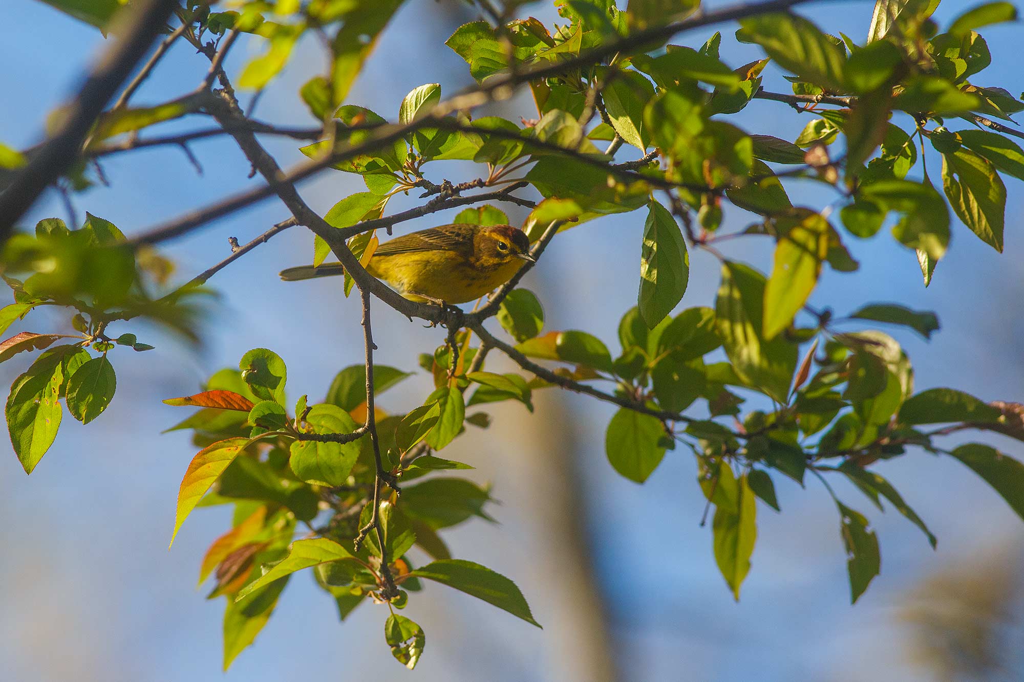 Palm Warbler, Avon, CT - 4/27/16