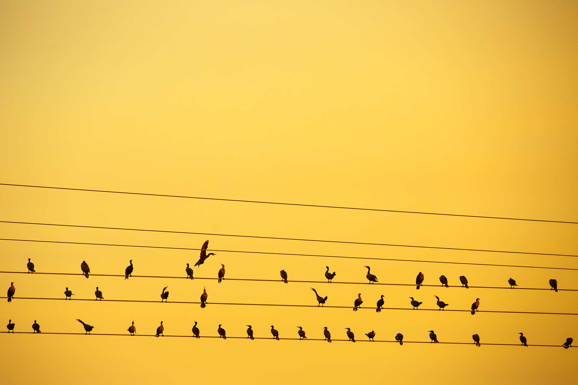 Cormorants on a wire, Orleans, MA - 7/20