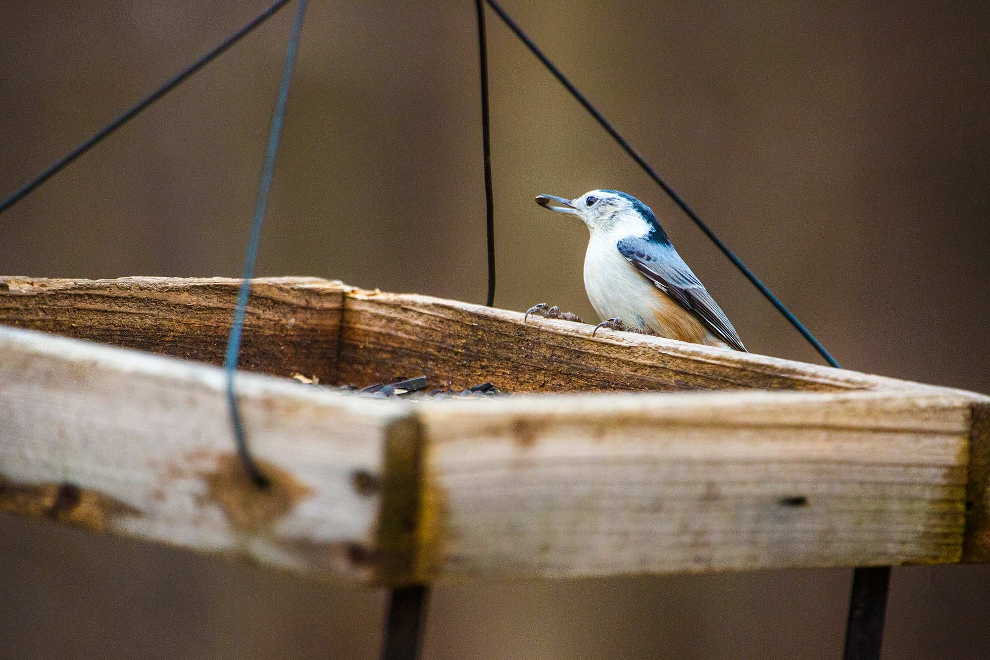 White-breasted Nuthatch, Avon, CT - 12/28