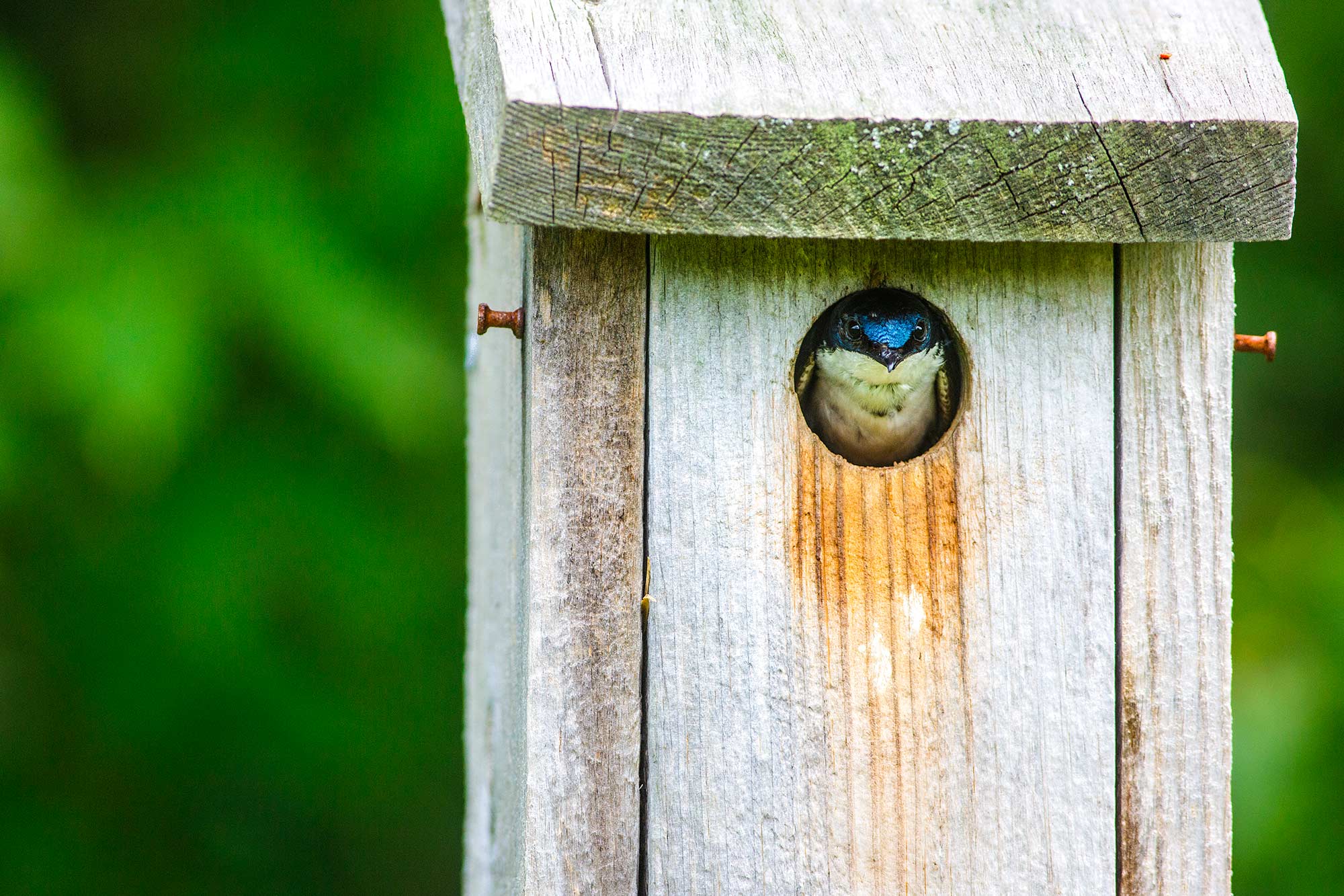 Tree Swallow, Avon, CT - 7/2/15