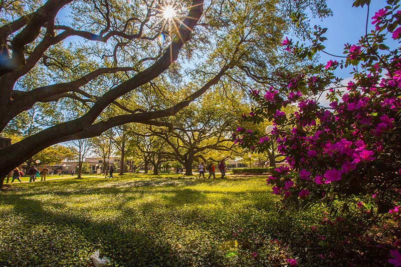 Lamar University