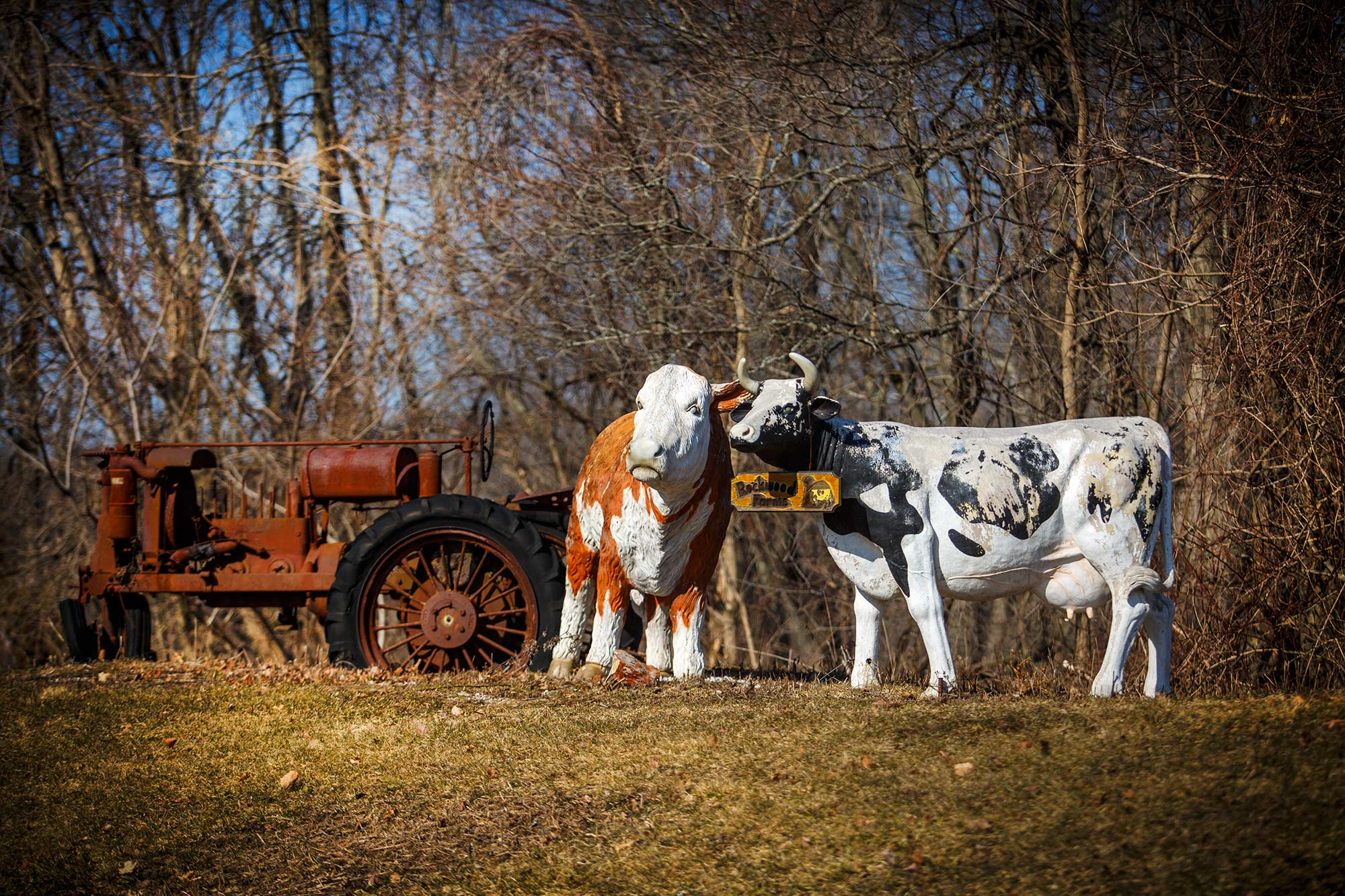 Odd place for cows, East Granby, CT - 4/2/15