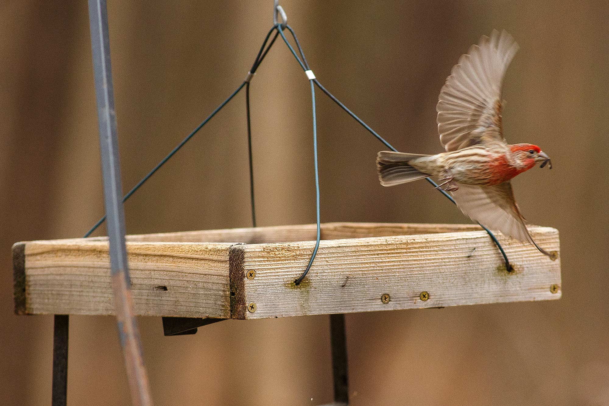 House Finch, Avon, CT - 4/8/15