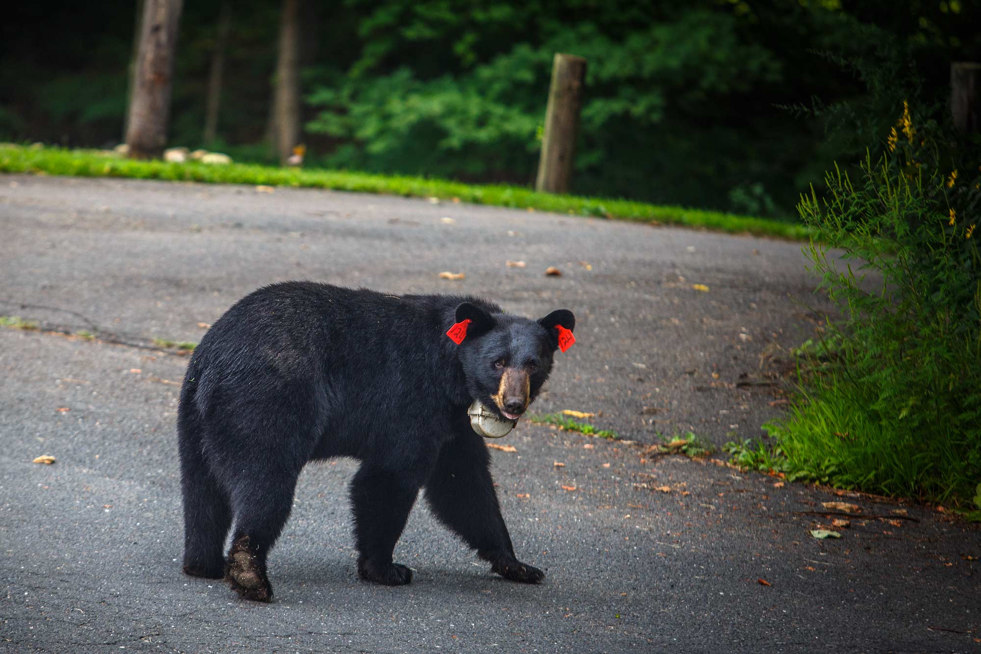 Bear Aware, Avon, CT - 8/24/15