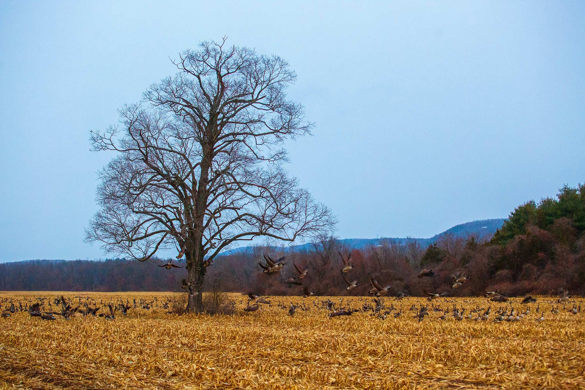 Simmons Farm Field, Avon, CT, 12/11/14