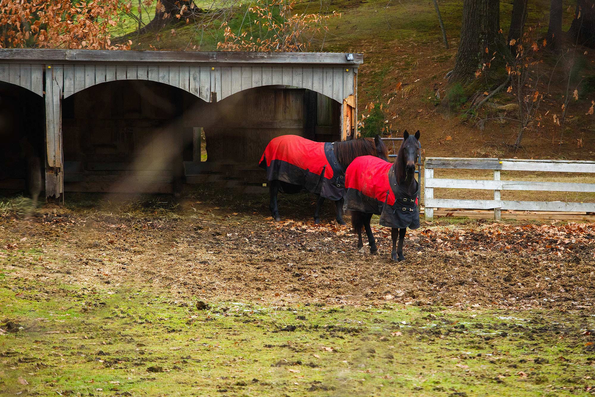 Horse Stable, Feeding Hills, MA, 12/16/14