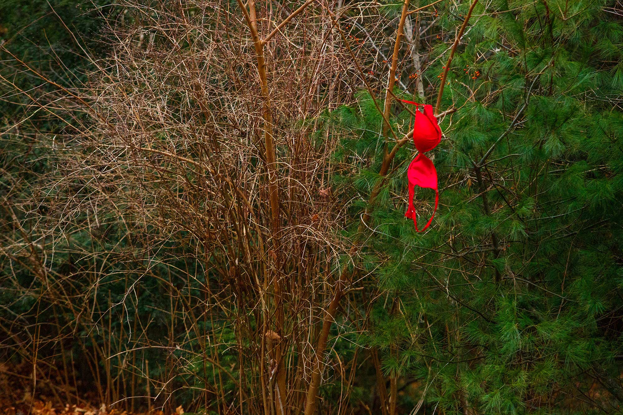 'Tis the Season, Simsbury, CT, 12/17/14