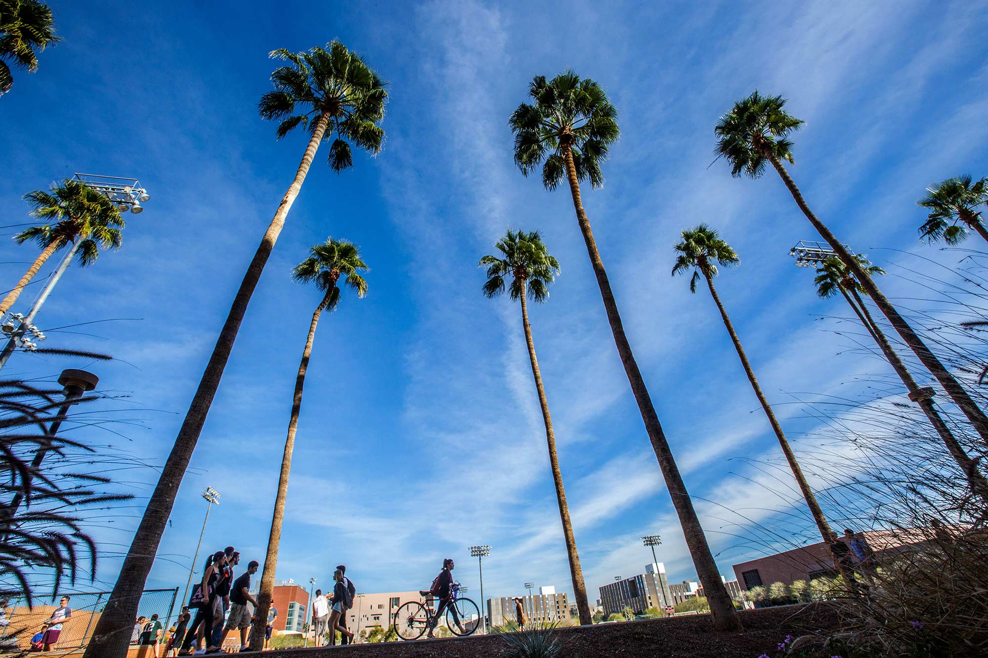 Palm Walk, Arizona State University, Tempe, AZ - 2/17/15