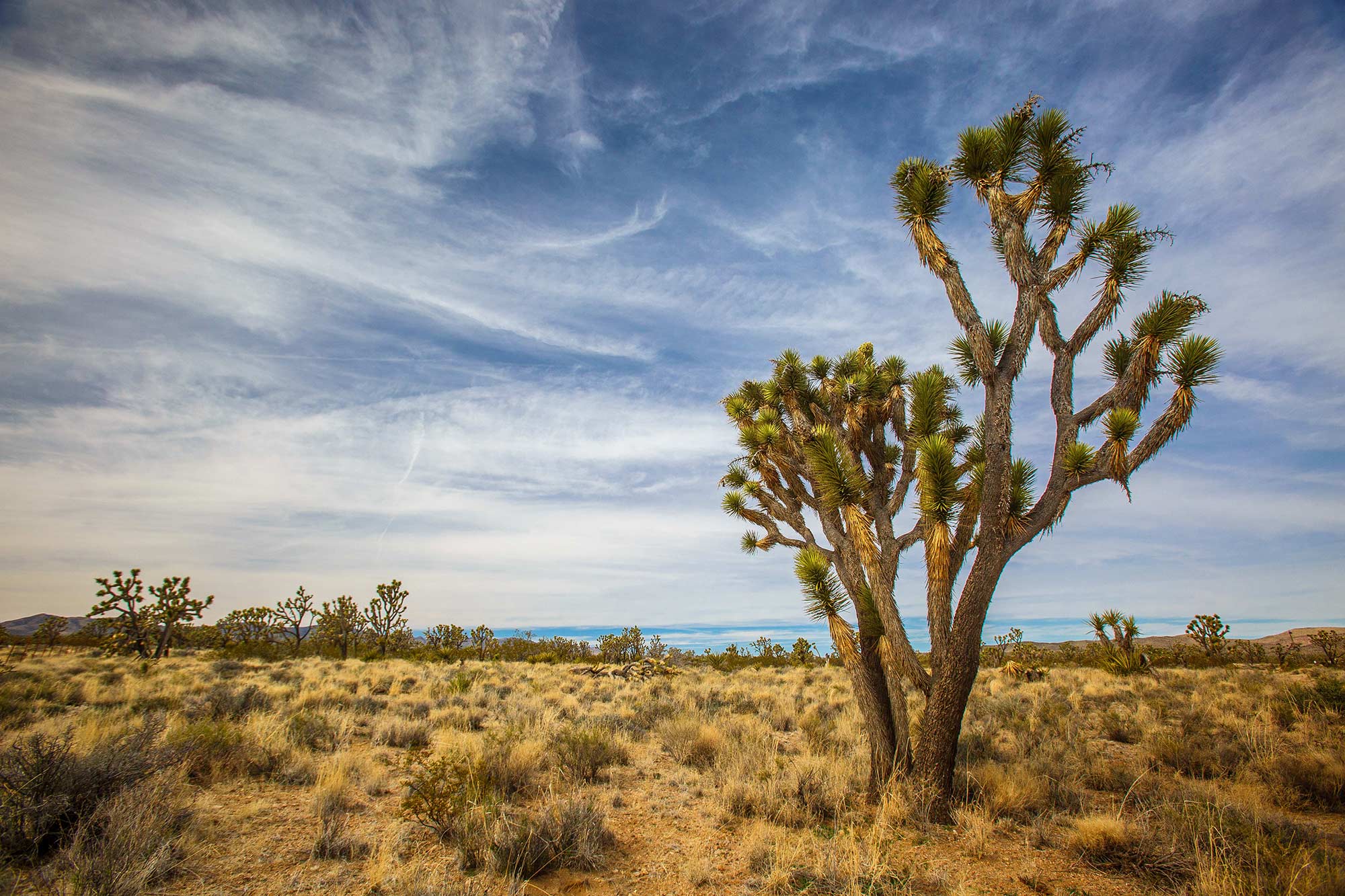 Joshua Tree, Somewhere in SW Nevada - 2/20/15