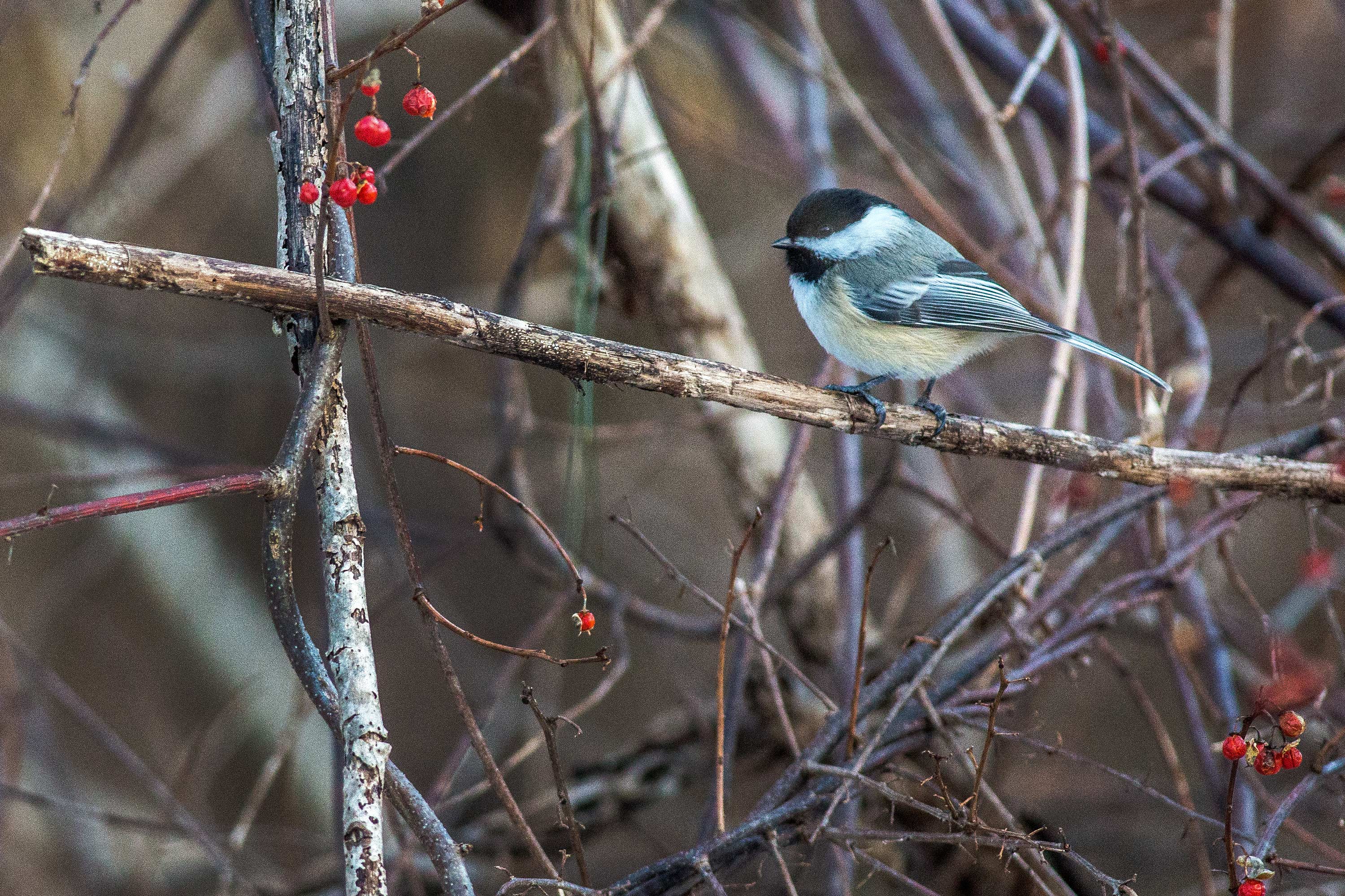 Black Capped Chickadee, Avon, CT, 1/16/15