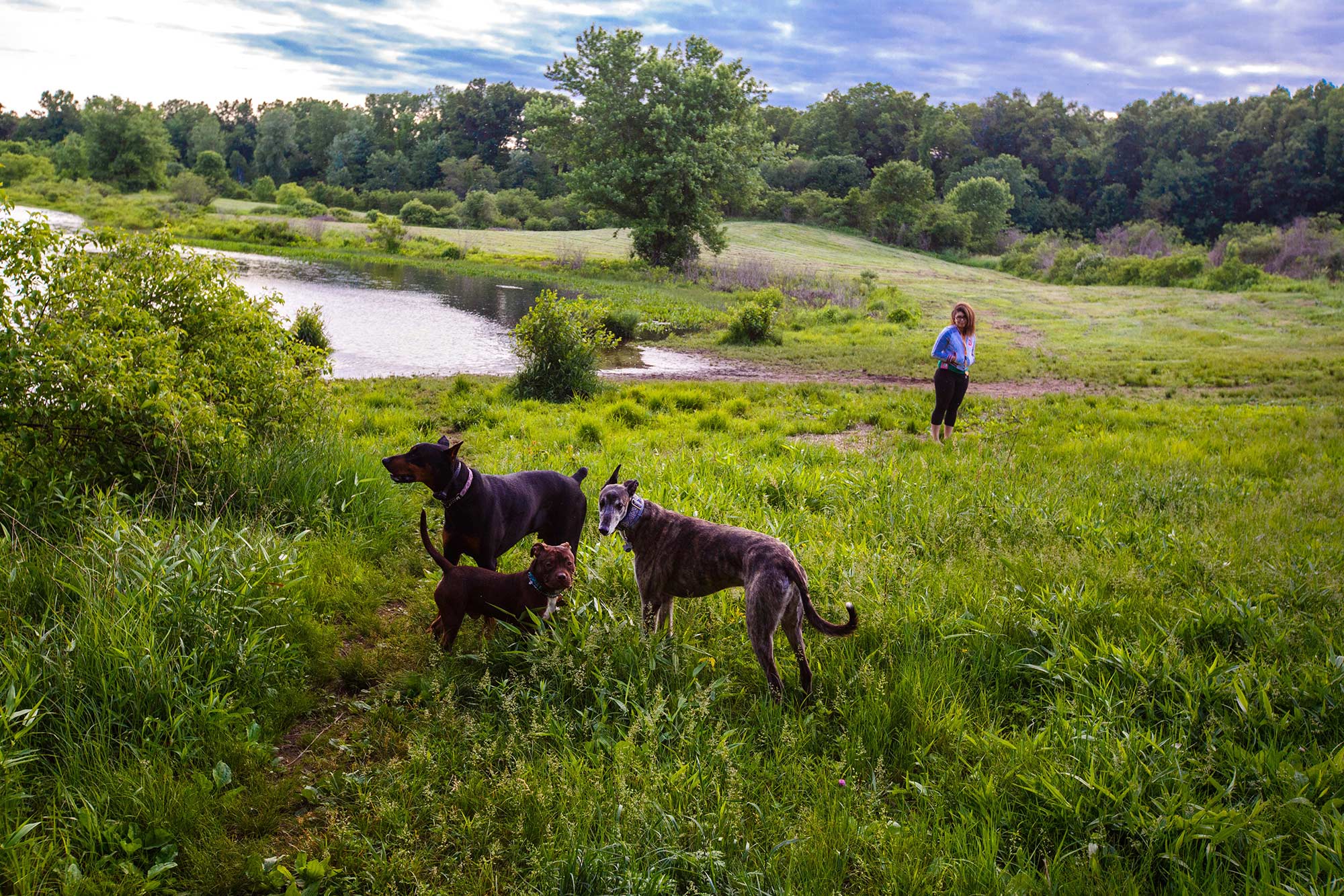 Nod Brook WIldlife, Simsbury, CT - 6/3/15