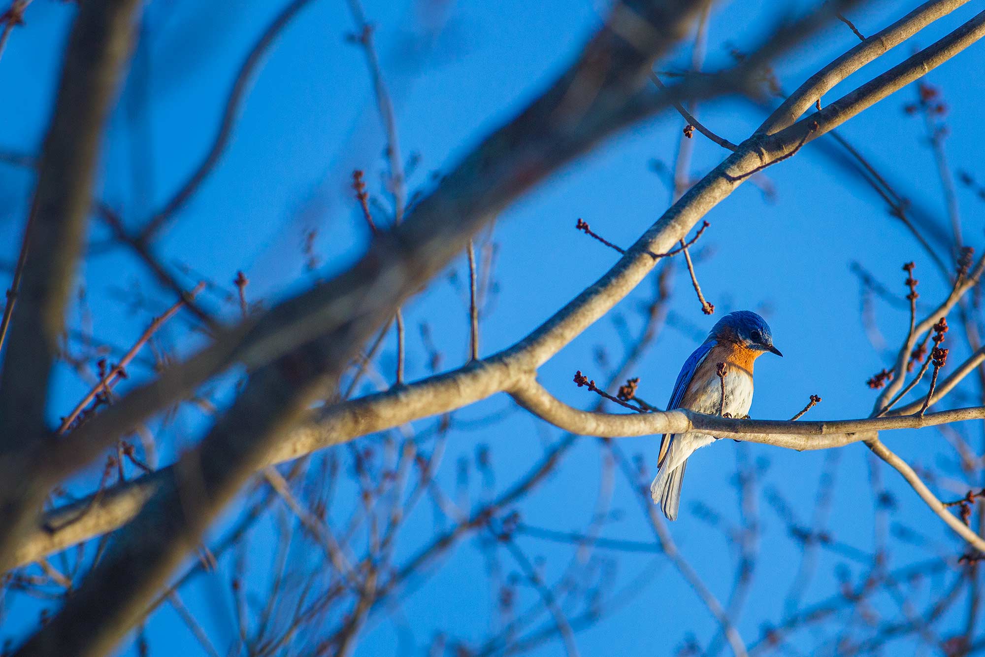 Late Afternoon Bluebird, Avon CT - 3/29/15