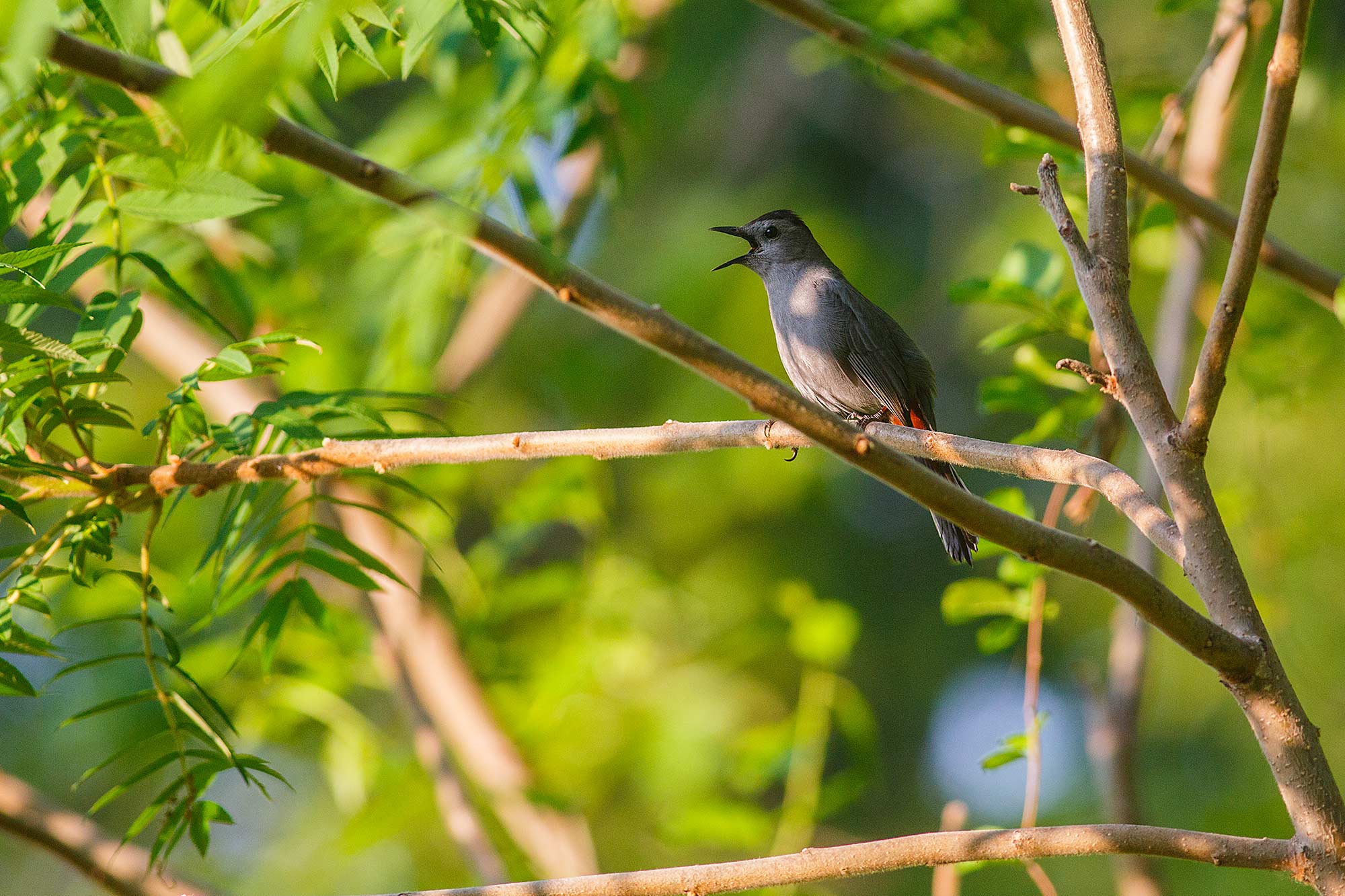 Grey Catbird, Avon, CT - 5/19/15