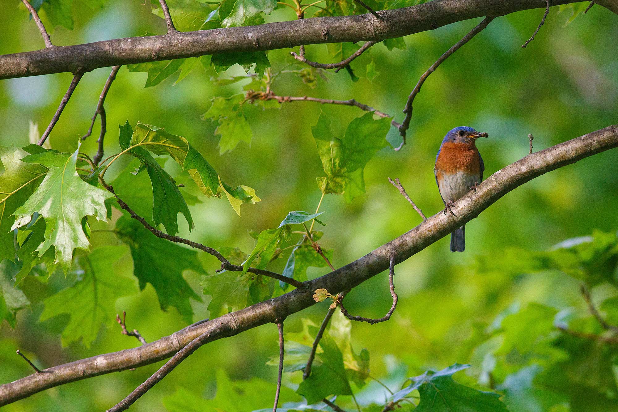 Eastern Bluebird with Dinner, Simsbury, CT - 5/24/15