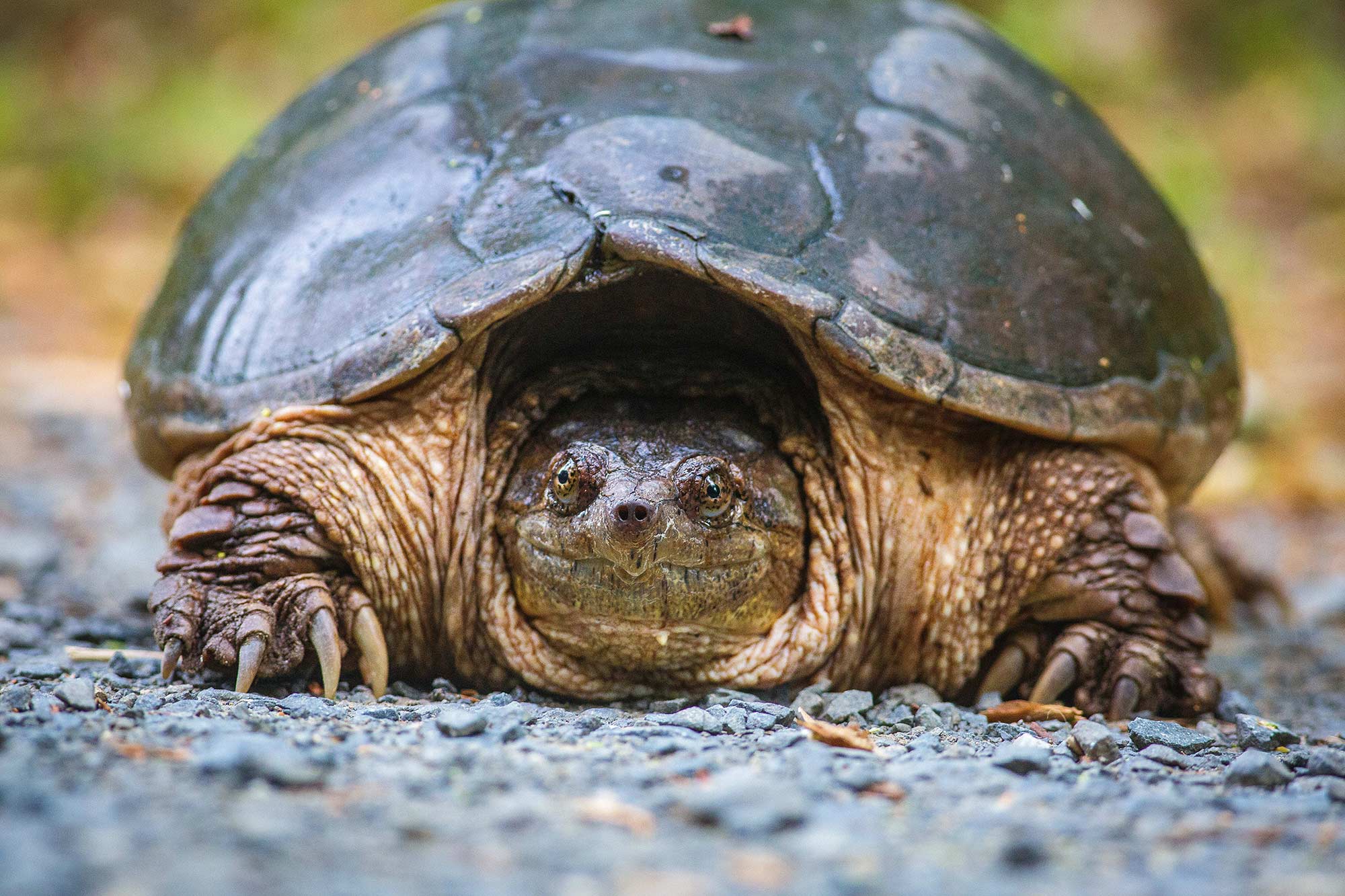 Giant Snapping Turtle, Avon, CT - 5/26/15