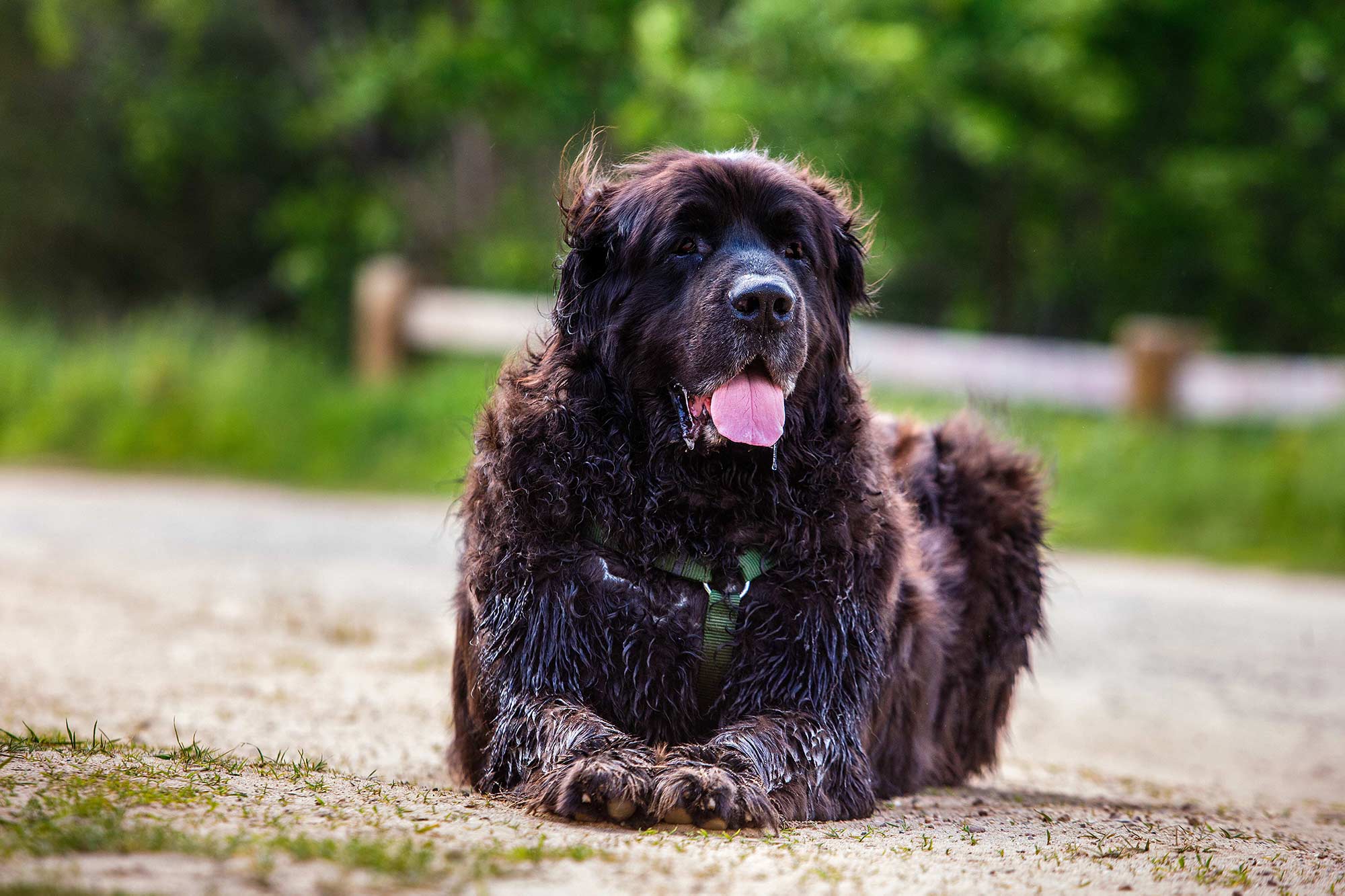 Fiddler The Newfoundland, Simsbury, CT - 5/27/15