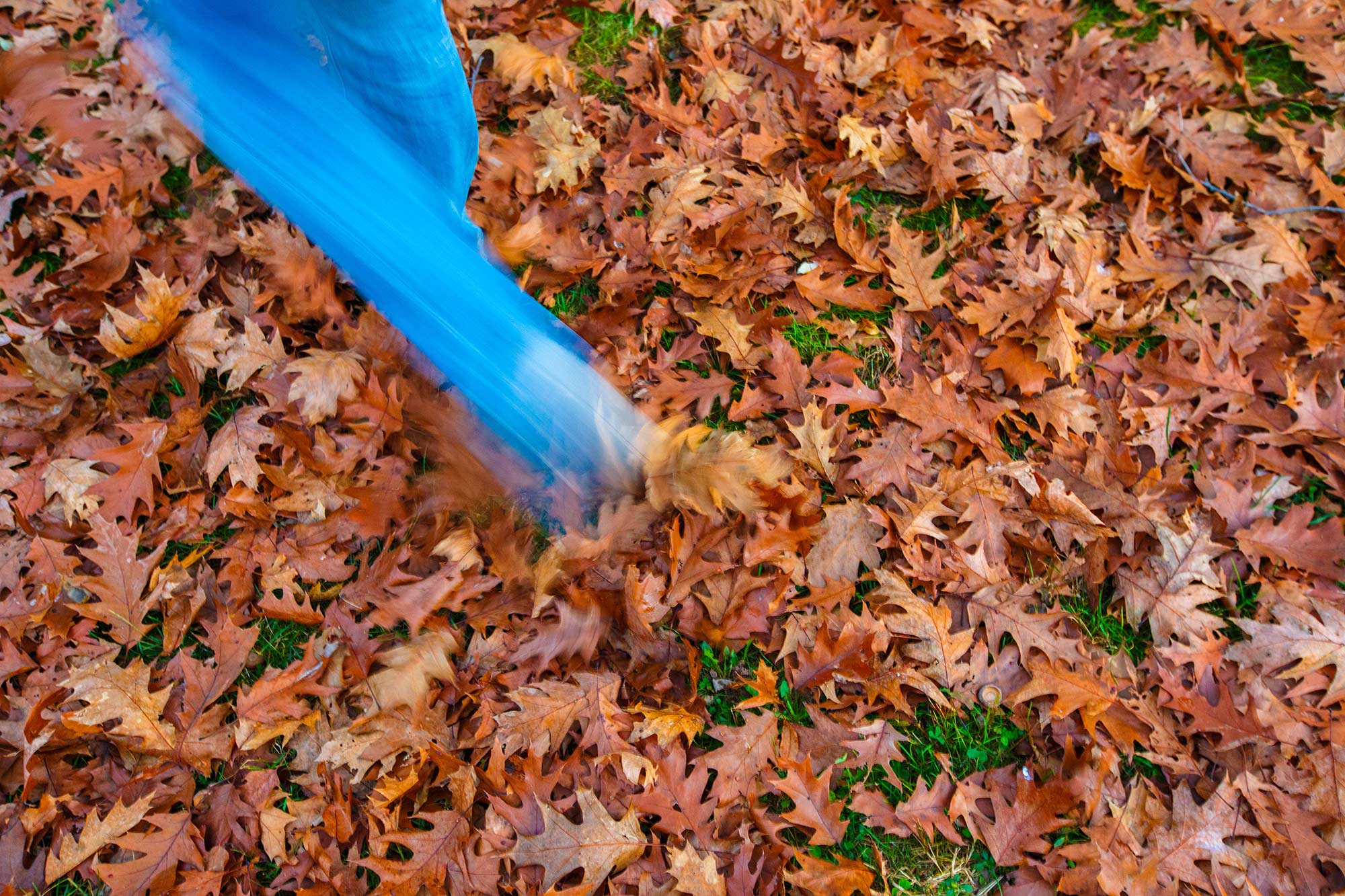 Oak Leaves, Avon, CT - 11/9