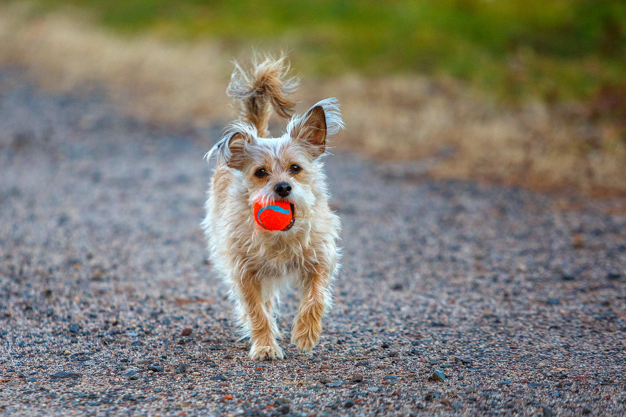 Sandy Terrier, Simsbury, CT - 11/20