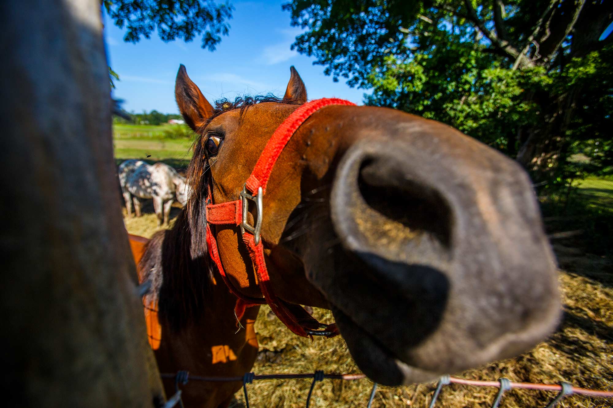 Why the Long Face?, Granby, CT - 9/6/15