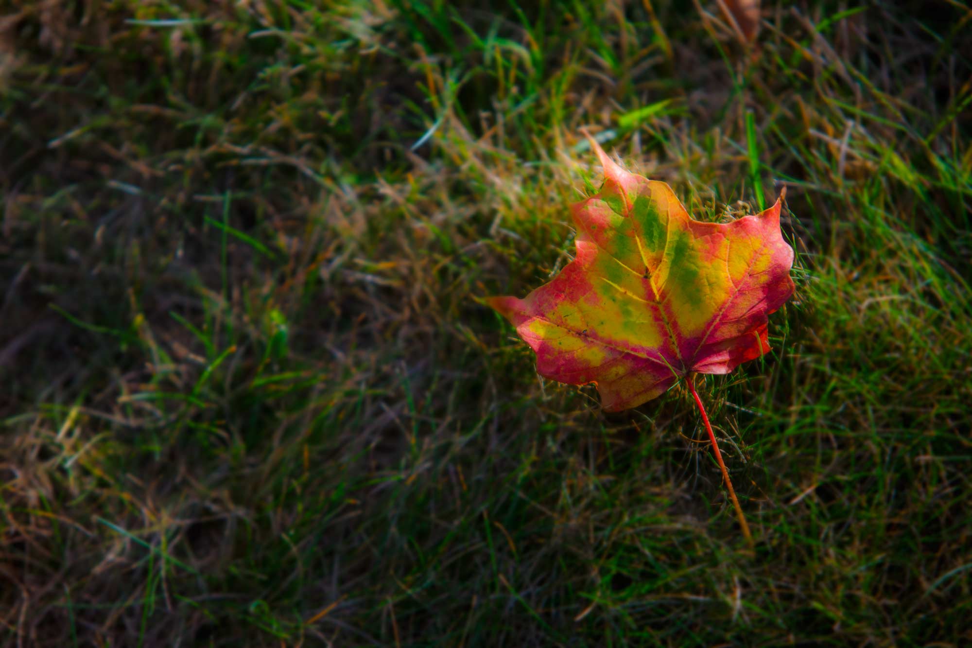 Too Soon Fall, Too Soon, Avon, CT - 9/11/15